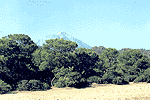 TAHTALI/OLYMPOS MOUNTAIN [ 2375m ]